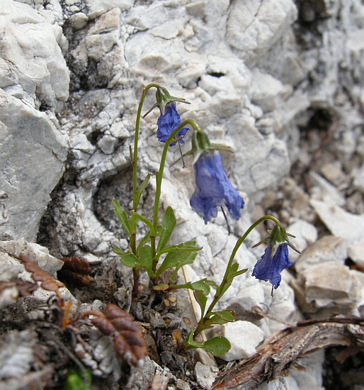 Campanula cochleariifolia
